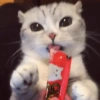 Gatos  28