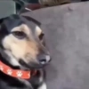 Fun animal reactions 11