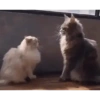 Gatinhos 2 28