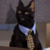 Cats and dogs 32