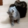 Gatinhos 2 26