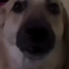 Dog Gifs 🐶 13