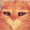 Gatinhos e etc 22