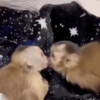 Monkeys 🙈 27