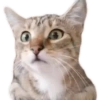 Gatitos #1 22