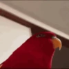 Aves divertidas 🤣 13