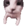 Gatitos #1 17