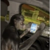 Monkeys 🙈 26