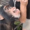 Monkeys 🙈 25
