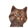 Gatitos #1 23