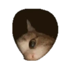 Gatitos #1 21