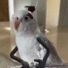 Aves divertidas 🤣 12