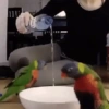 Aves divertidas 🤣 8
