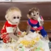 Monkeys 🙈 30