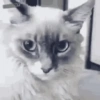 Animated irl 11