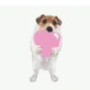Amo meu momo 13