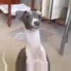 Animated irl 9