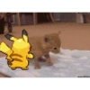 Amo meu momo 16