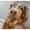 Cachorros 8
