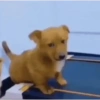 Cachorros 10