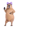 Novos Gifs 6