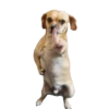 Novos Gifs 5