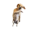 Novos Gifs 7
