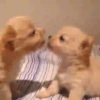 Amo meu momo 14