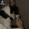 Tiktok 18