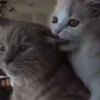 Pets Random 6