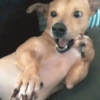 ⭐🌈Perros alocados 🐶🤪🤪🤪 6