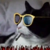 Gatos horny  19