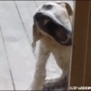 ⭐🌈Perros alocados 🐶🤪🤪🤪 5