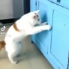 Tiktok 20