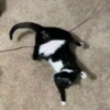Tiktok 8