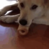 ⭐🌈Perros alocados 🐶🤪🤪🤪 8