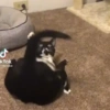 Tiktok 7