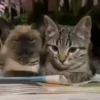 Pets Random 8