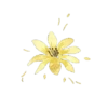 Flores Amarillas ✨🌻 7