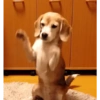 ⭐🌈Perros alocados 🐶🤪🤪🤪 11