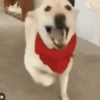 ⭐🌈Perros alocados 🐶🤪🤪🤪 12