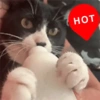 Gatos horny  18