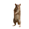 Novos Gifs 15