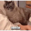Gatos horny  14