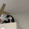 Tiktok 29