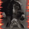 Gatos horny  17