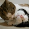 Gatos horny  20