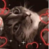 Gatos horny  8