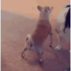 ⭐🌈Perros alocados 🐶🤪🤪🤪 15