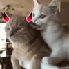 Gatos horny  9